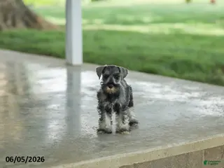 Miniature Schnauzer dogs for sale: Flint - Ad 3