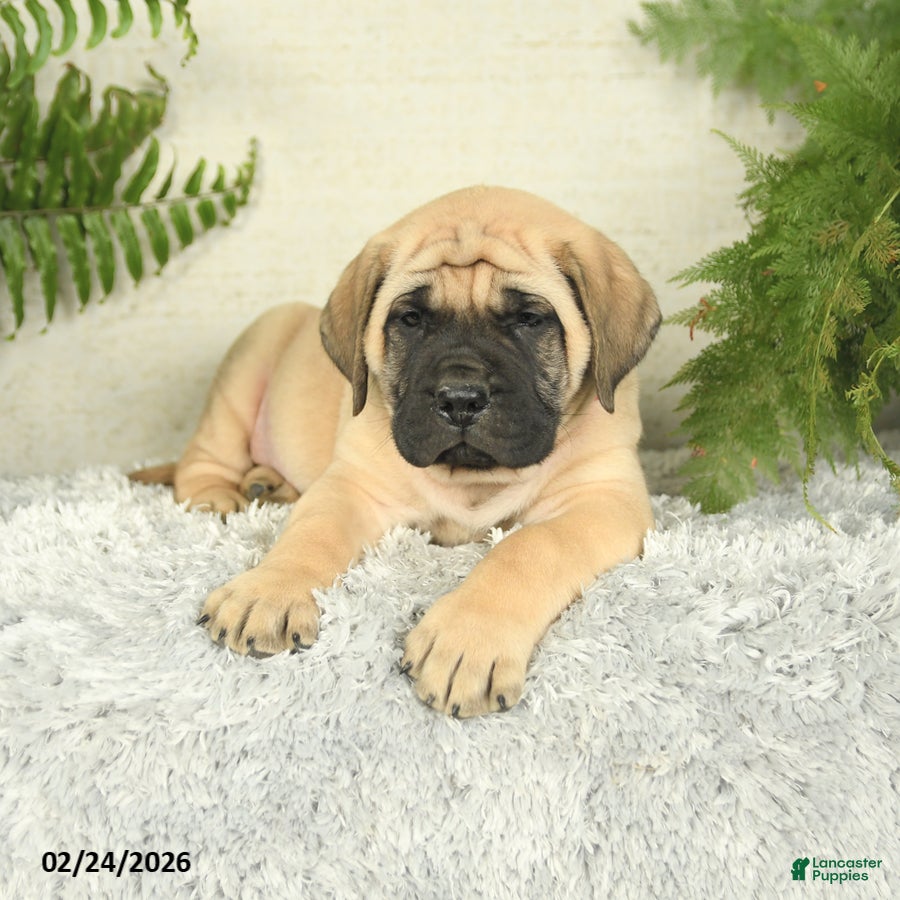 English Mastiff dogs Alex - Ad 2