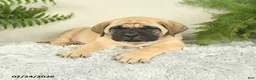 English Mastiff dogs for sale: Alex - Ad 2