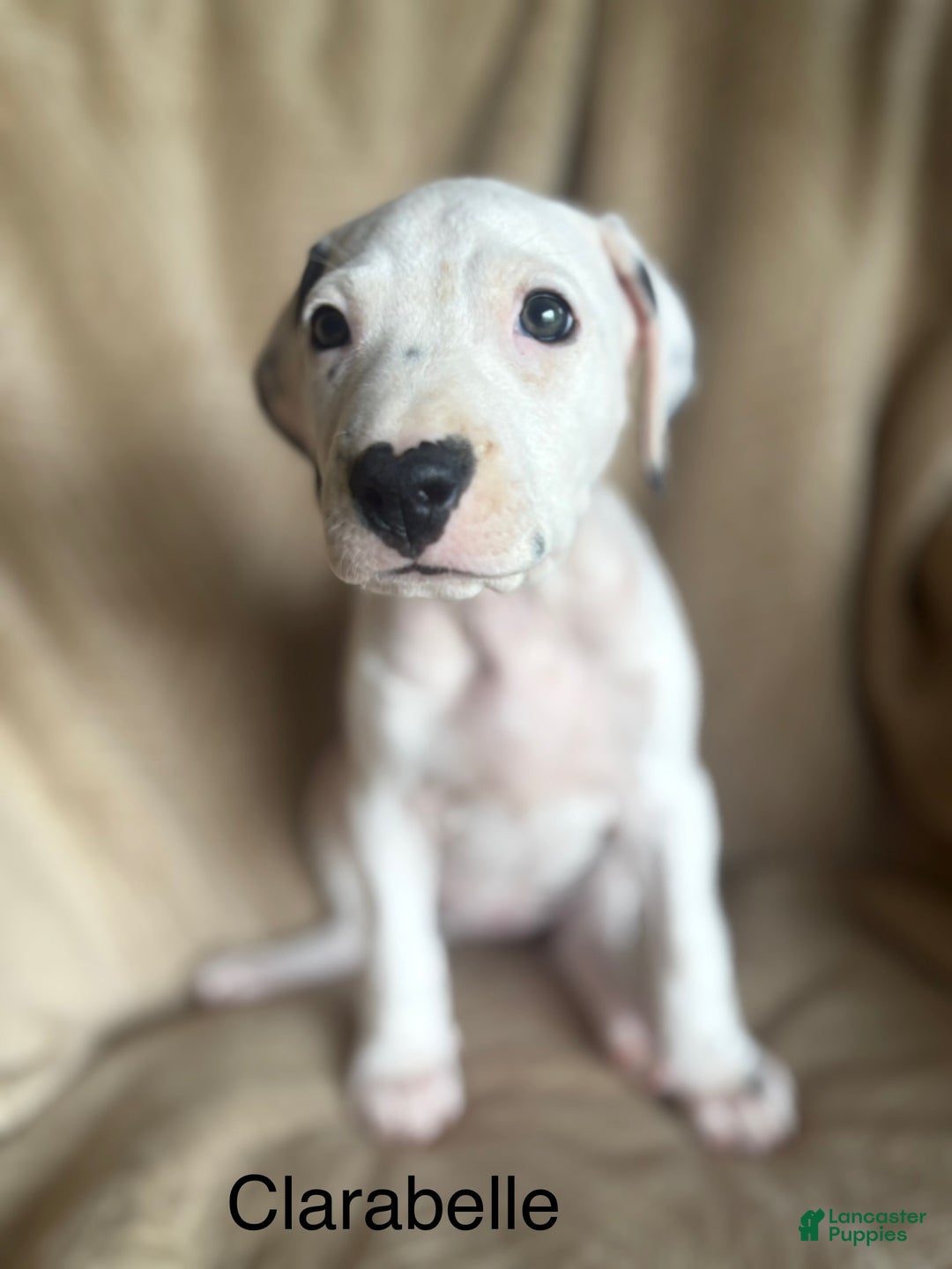 Mixed Breed dogs for sale: Samuel - Ad 16