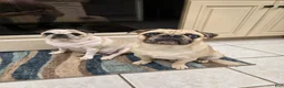 Pug dogs for sale: James - Ad 3