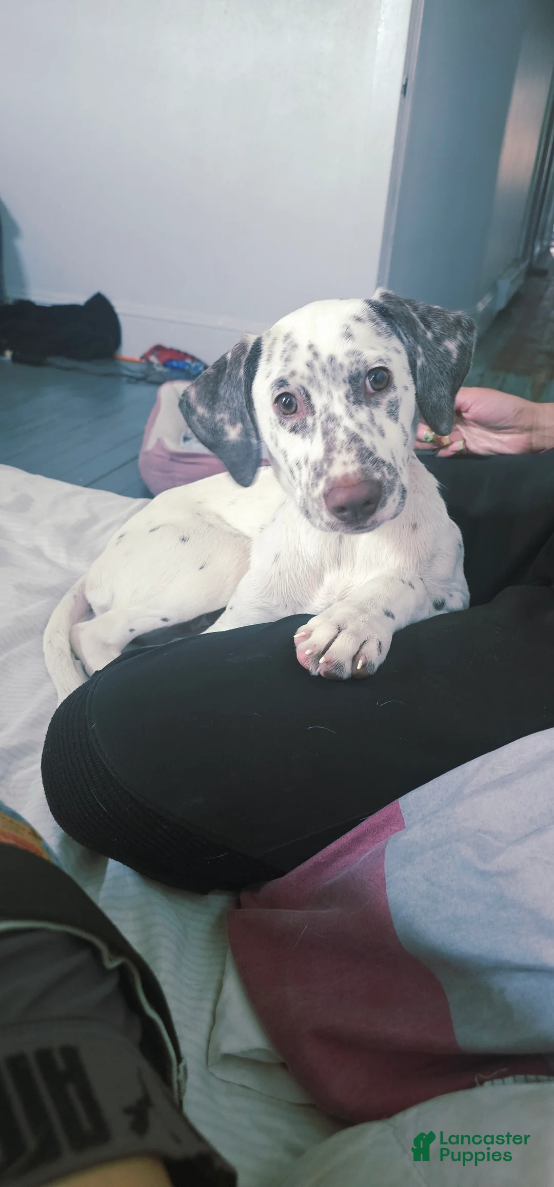 Mixed Breed dogs for sale: Freckles - Ad 1