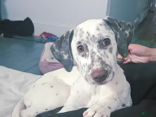 Mixed Breed dogs Freckles - Ad 5