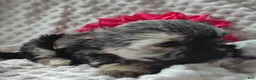 Morkie dogs for sale: Zha Zha - Ad 4