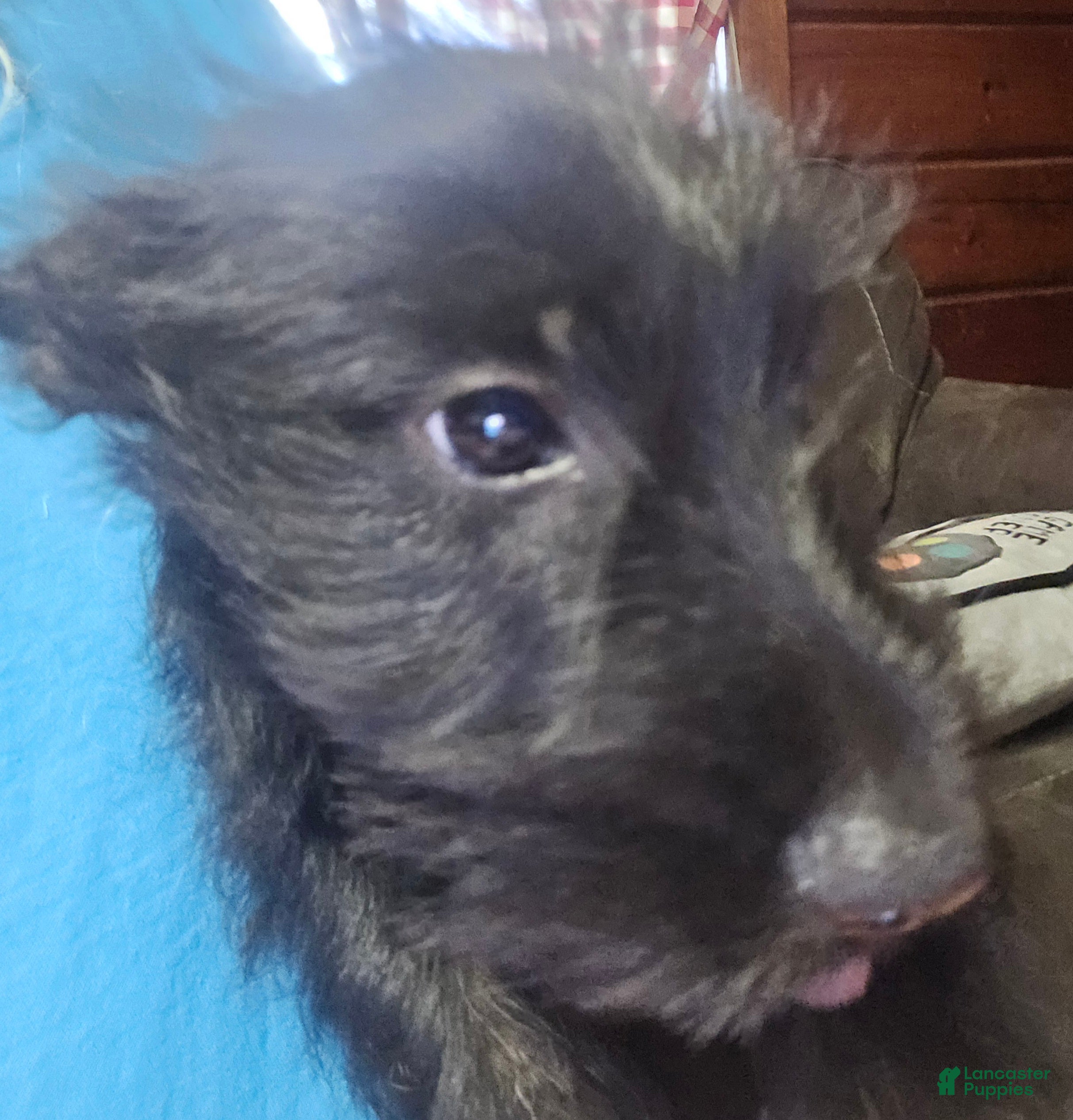 Scottish Terrier dogs Scottish Terrier 2 - Ad 13