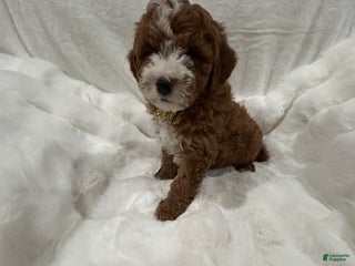 Mini Goldendoodle dogs Petite Tuxedo Mini Goldendoodle Teddy - Ad 35