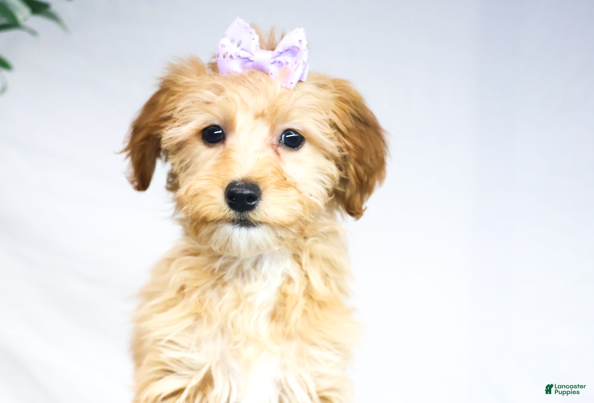 Goldendoodle dogs HONEY - Ad 21