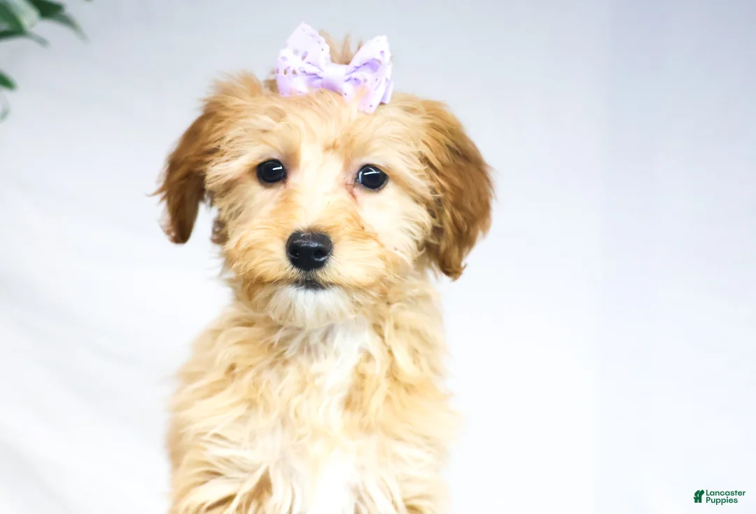 Goldendoodle dogs for sale: HONEY - Ad 1