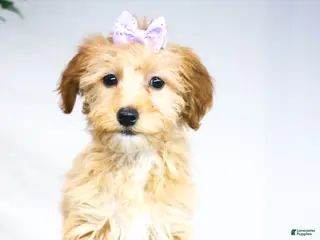 Goldendoodle dogs HONEY - Ad 21