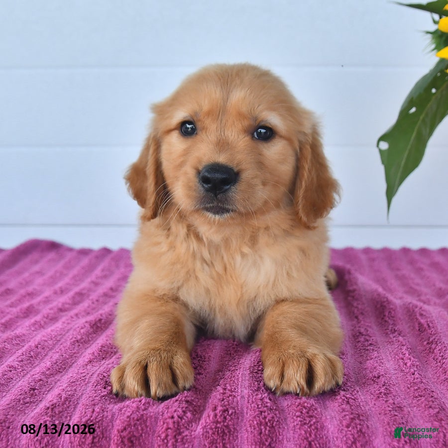 Golden Retriever dogs Cinnamon - Ad 1