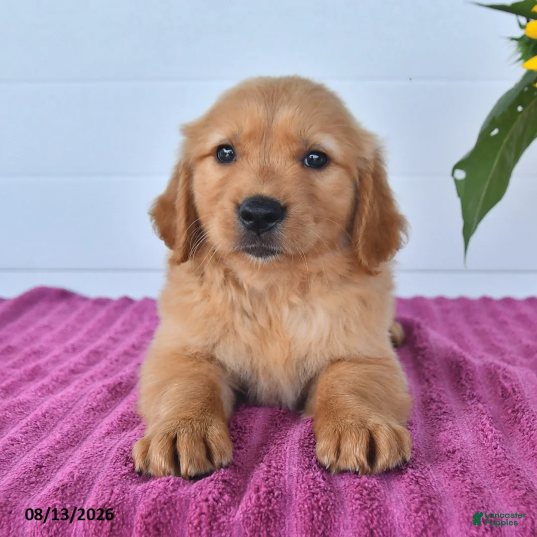 Golden Retriever dogs for sale: Cinnamon - Ad 1