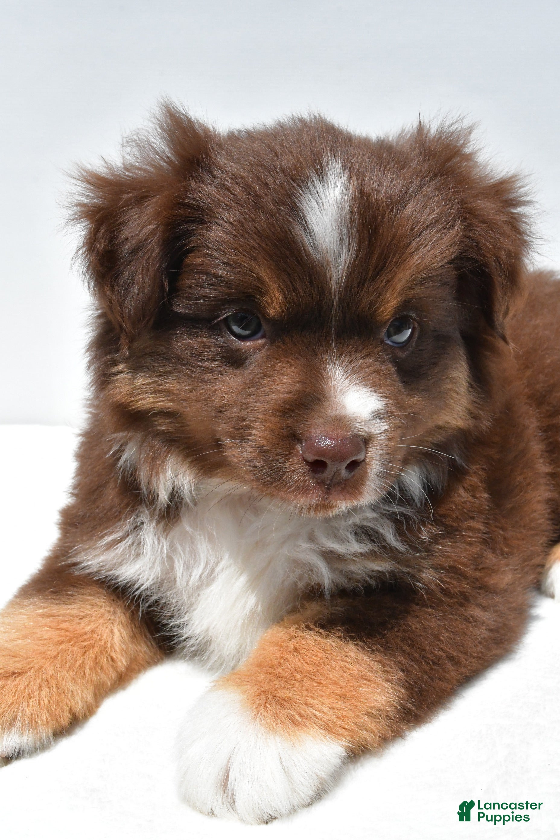 Miniature Australian Shepherd dogs Ross - Ad 1
