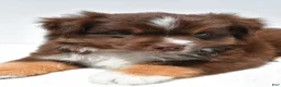 Miniature Australian Shepherd dogs for sale: Ross - Ad 1