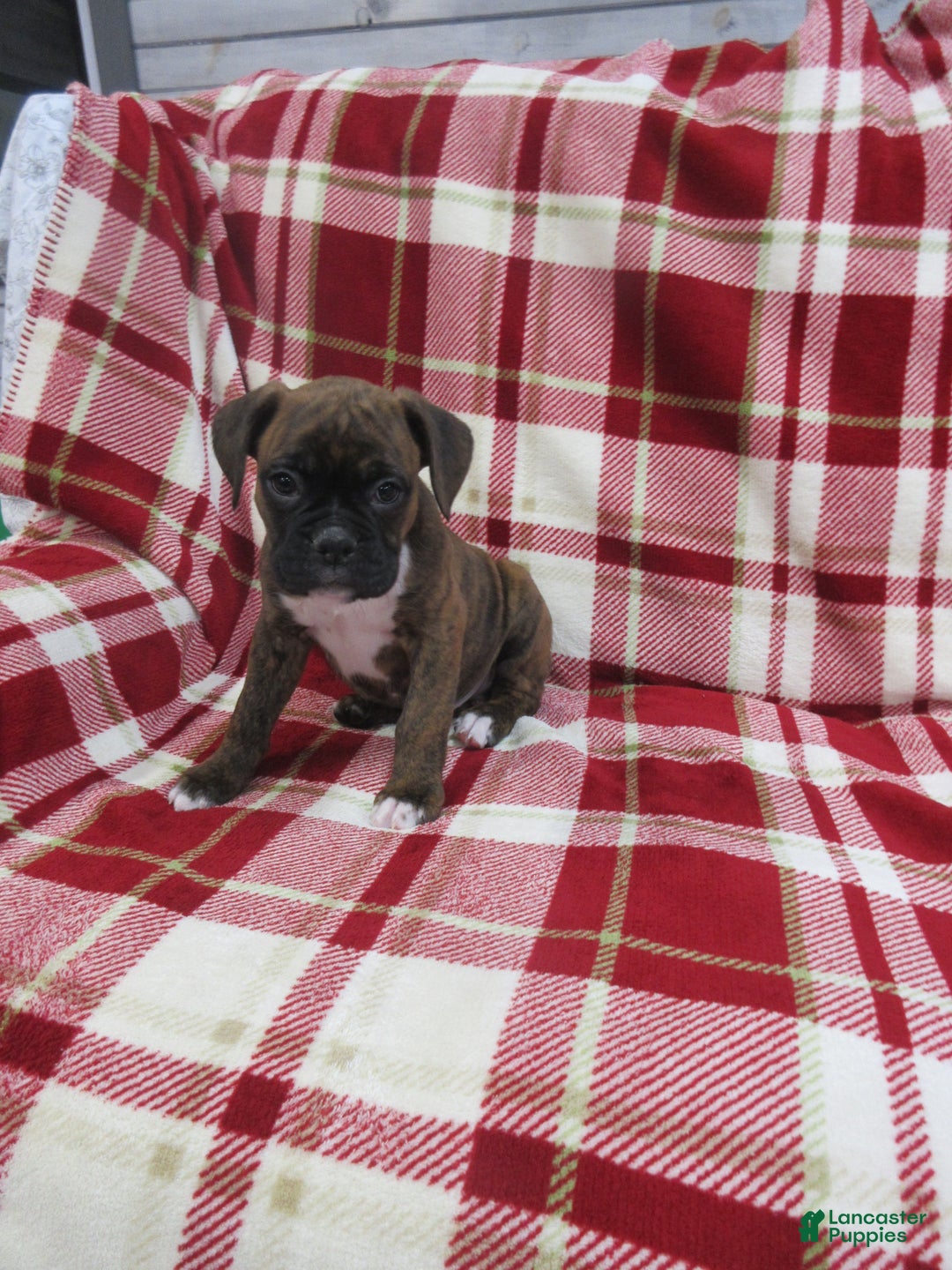 Boxer dogs for sale: Dallas - Ad 2