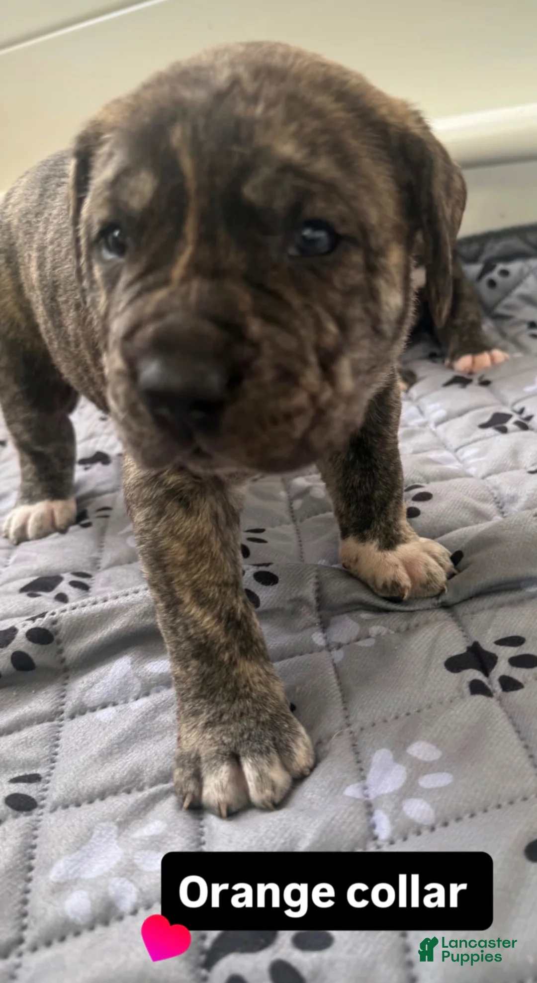 Presa Canario dogs for sale: Presa Canario Puppy 3 - Ad 1