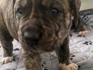 Presa Canario dogs Presa Canario Puppy 3 - Ad 3