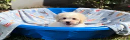 Shorkie dogs for sale: Shorkie Puppy 1 - Ad 4