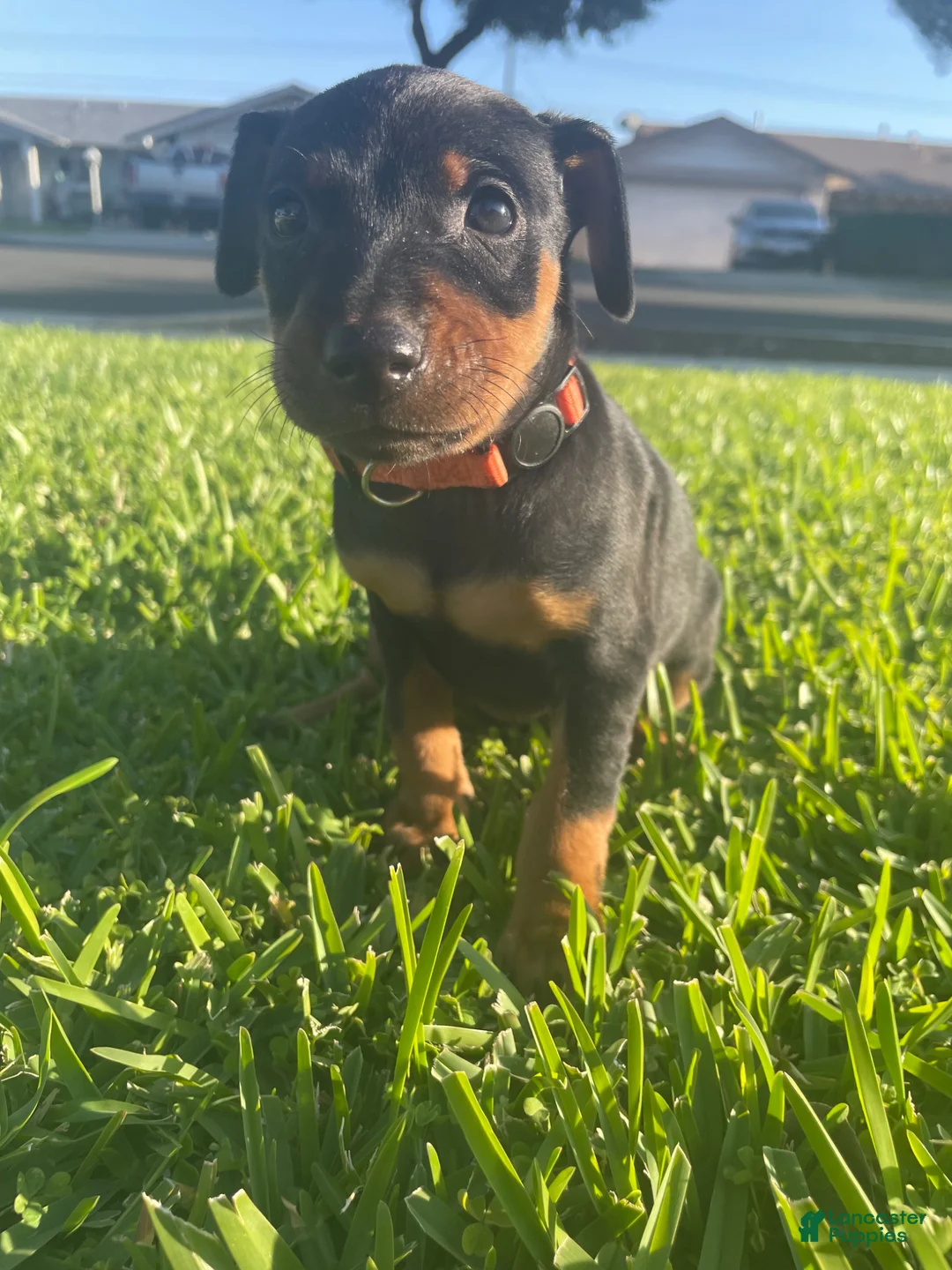 Miniature Pinscher dogs for sale: Asher - Ad 1
