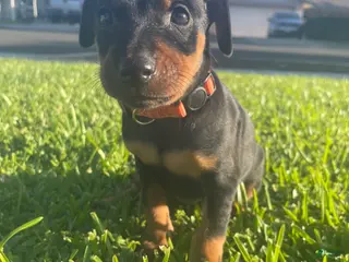 Miniature Pinscher dogs Asher - Ad 20