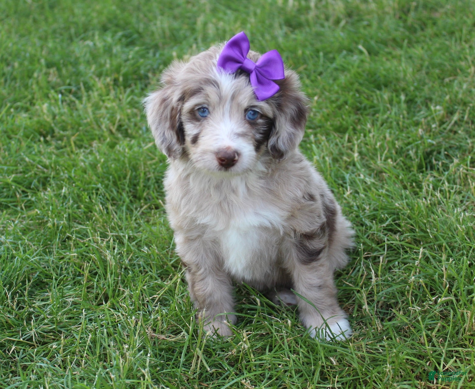Mini Aussiedoodle dogs for sale: Jasmine 🎀 - Ad 7