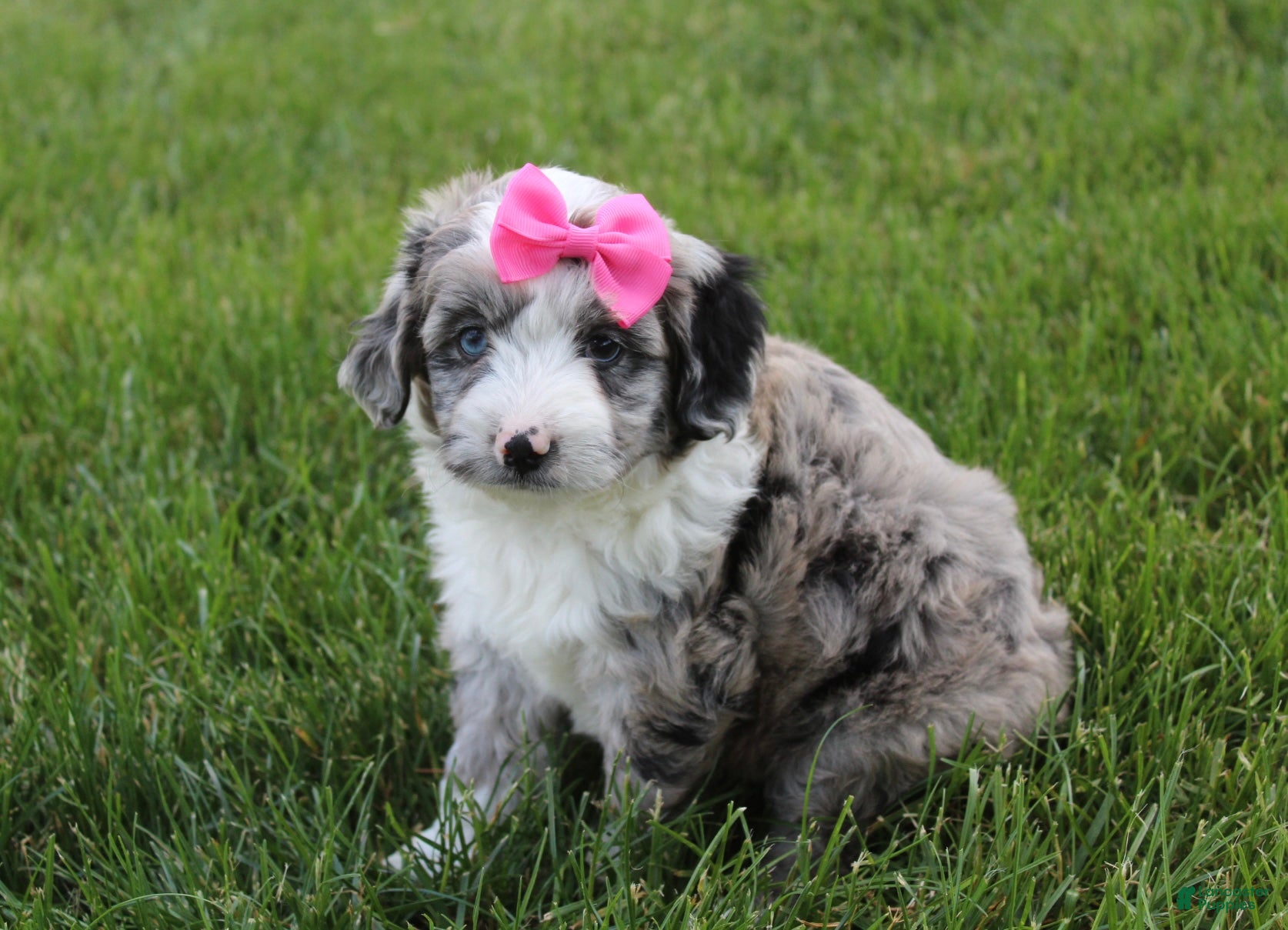 Mini Aussiedoodle dogs for sale: Jenna 🎀 - Ad 9