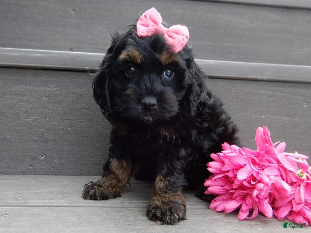 Cockapoo dogs for sale: Winnie - Ad 2