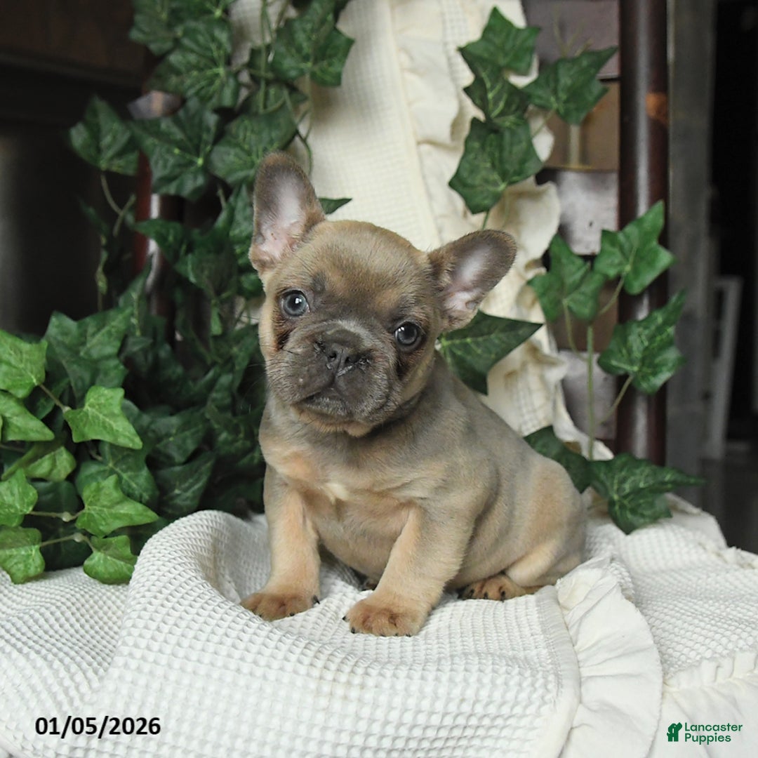 French Bulldog dogs for sale: Minnie - Ad 3