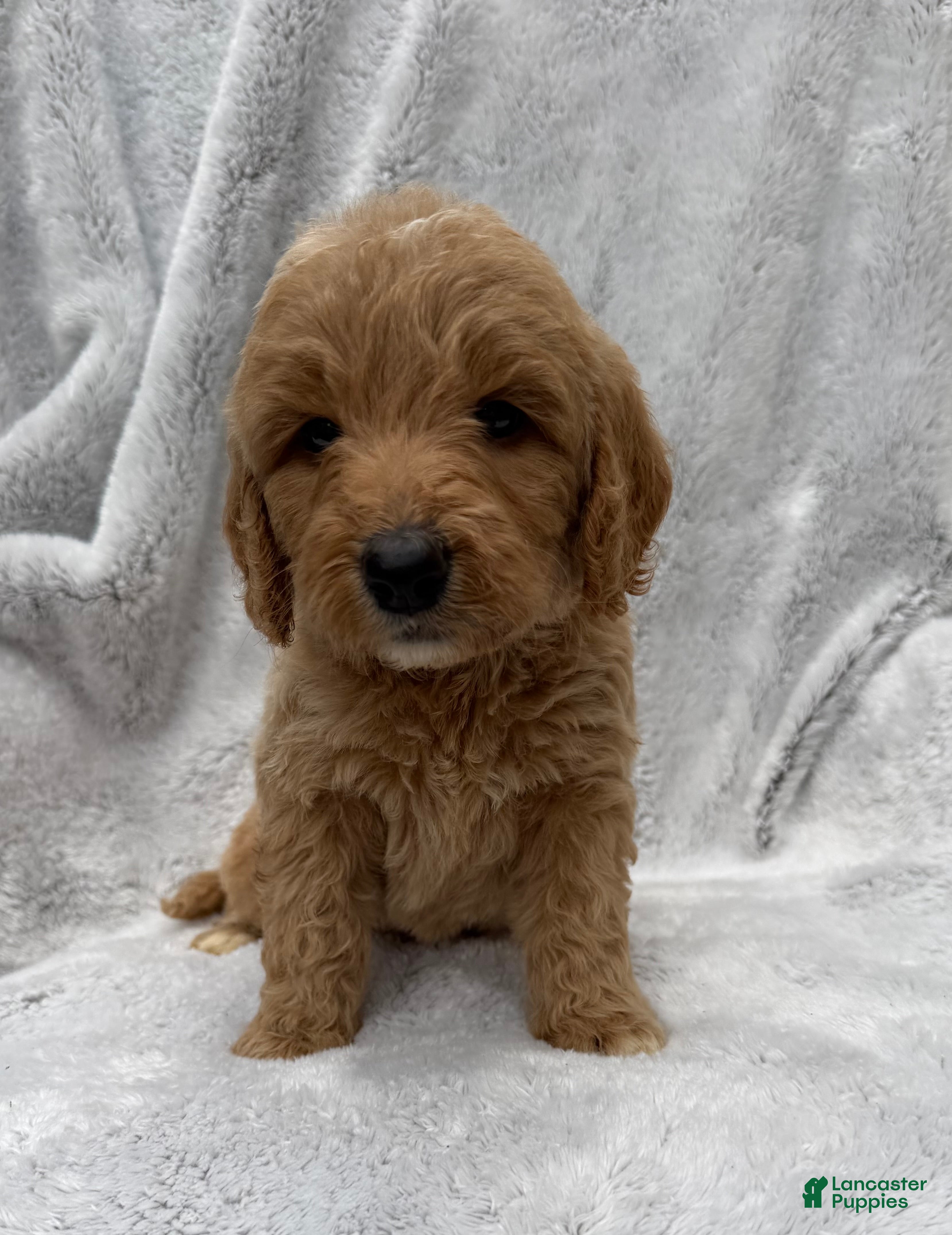 Goldendoodle dogs Tessa - Ad 1