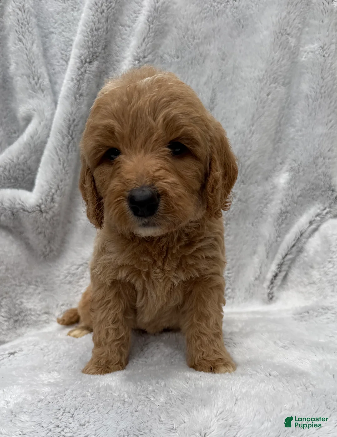 Goldendoodle dogs for sale: Tessa - Ad 1