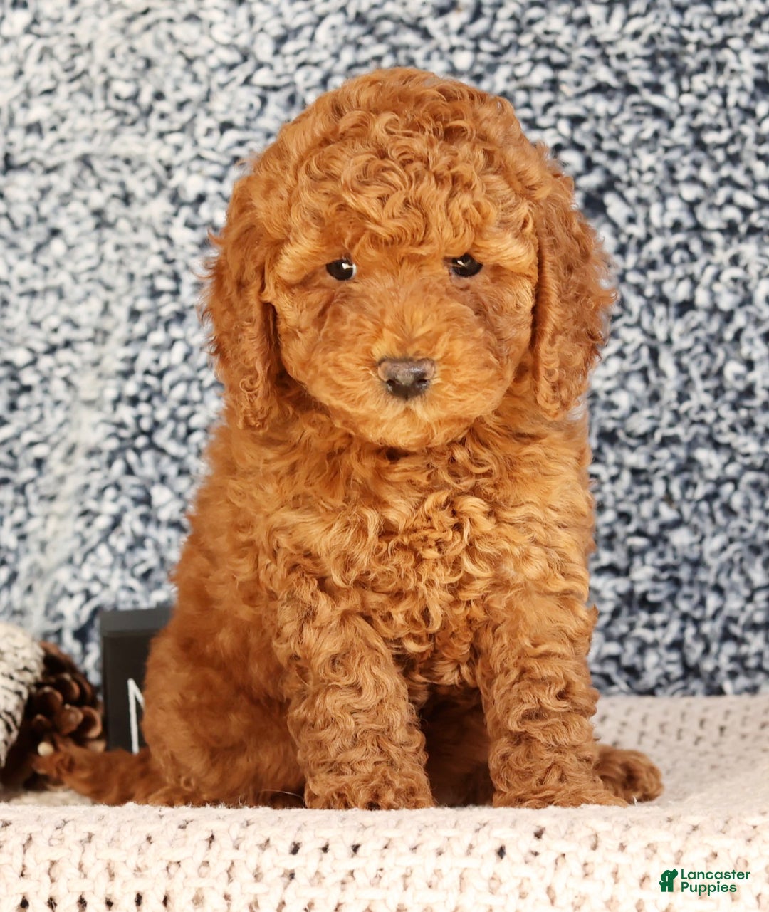 Mini Goldendoodle dogs for sale: Goldie - Ad 8