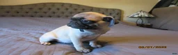 Pug dogs for sale: Tucker - Ad 5