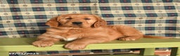 Golden Retriever dogs for sale: Jasper - Ad 3