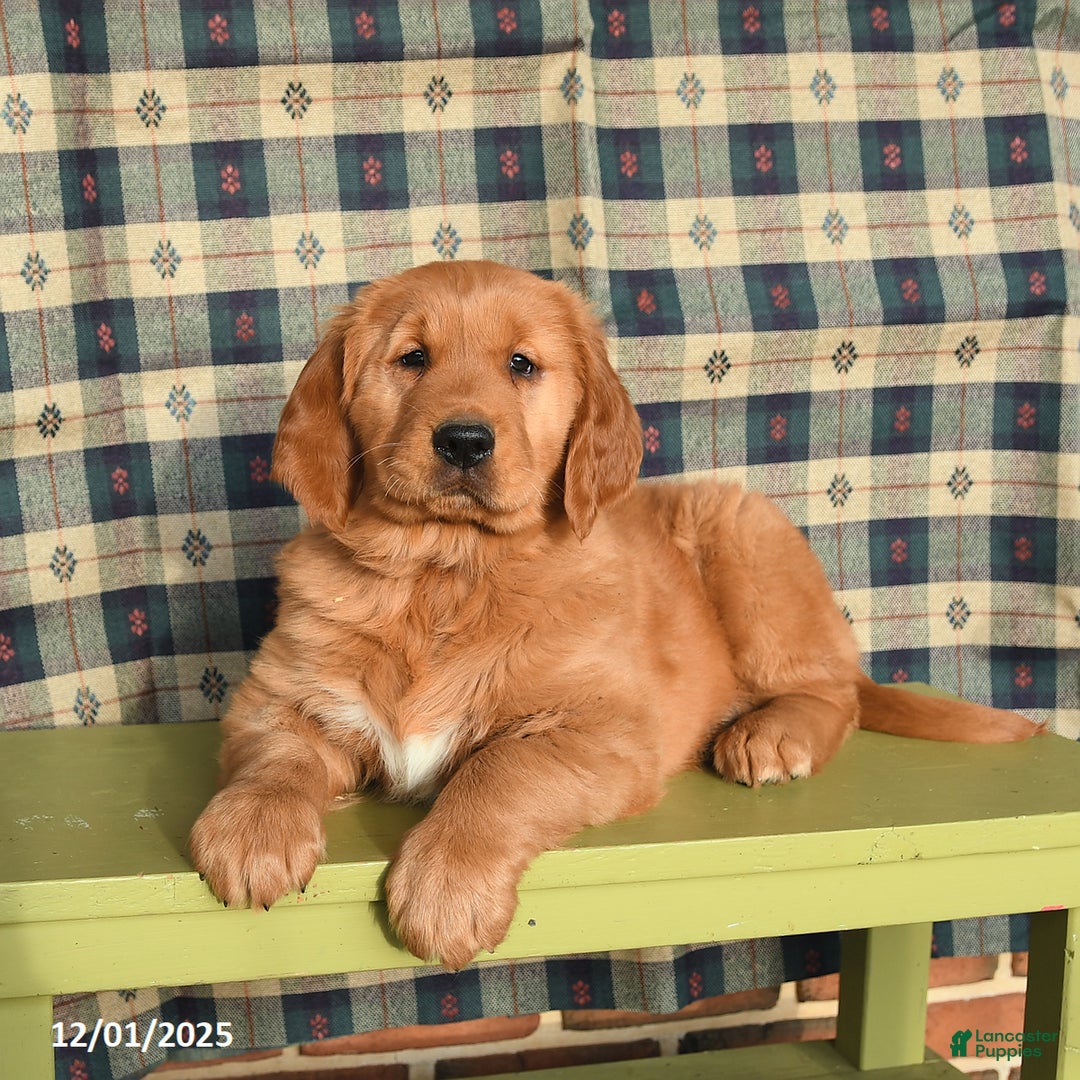 Golden Retriever dogs for sale: Jasper - Ad 3