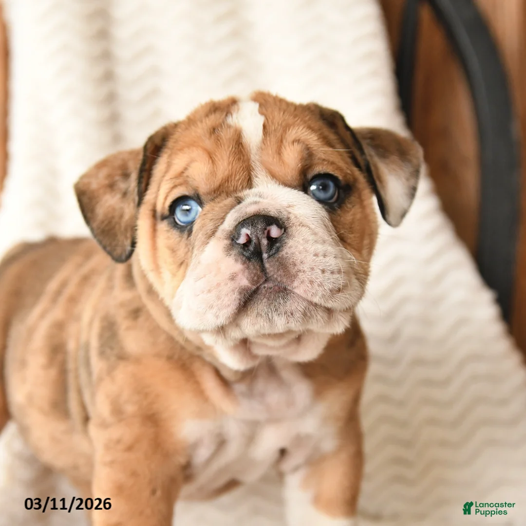 English Bulldog dogs for sale: Misty - Ad 2