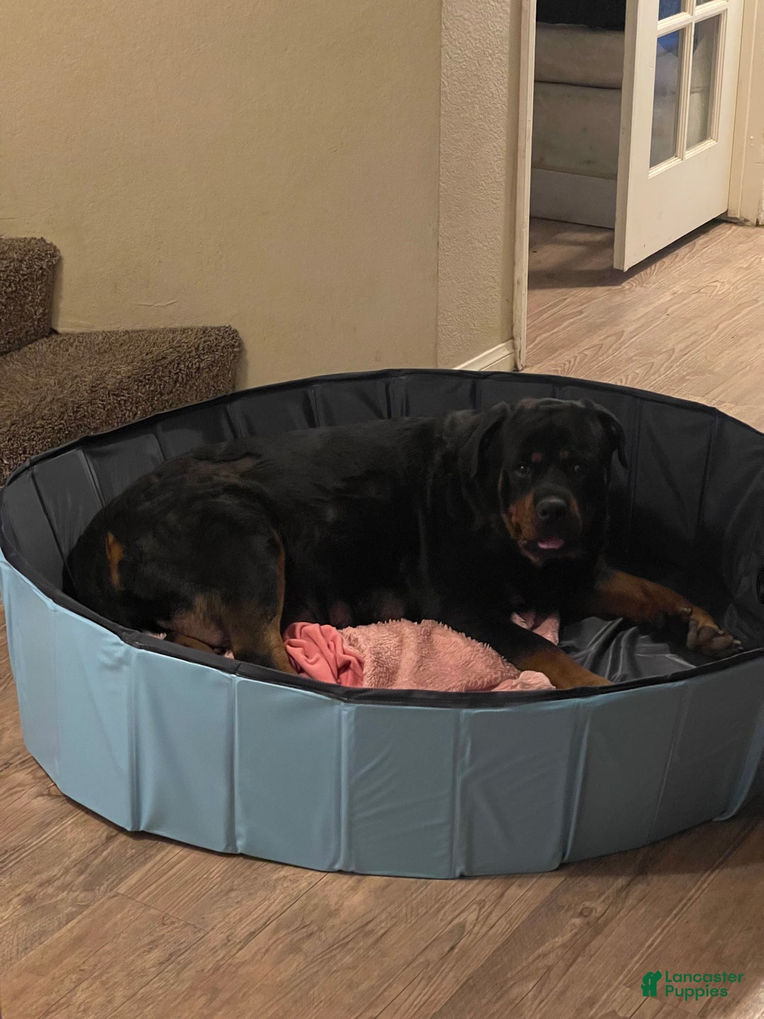Rottweiler dogs for sale: 5th Pick Female - Ad 11