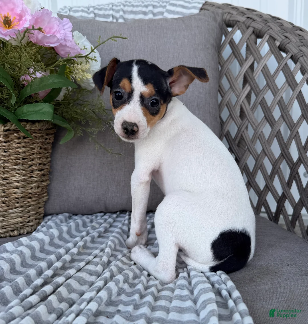 Toy Fox Terrier dogs for sale: Tulip - Ad 5