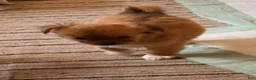 Mixed Breed dogs for sale: Mixed Breed 1 - Ad 10
