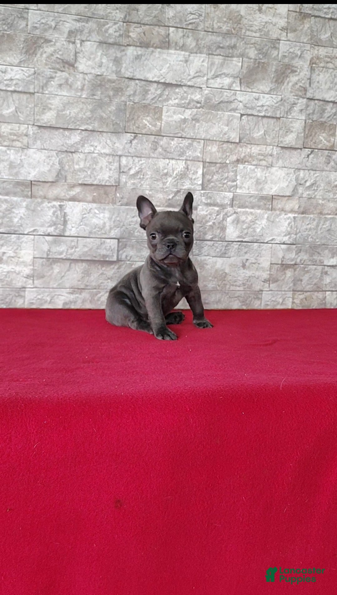 Mixed Breed dogs Debra - Ad 2