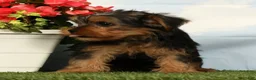 Yorkshire Terrier dogs for sale: Lincoln - Ad 4