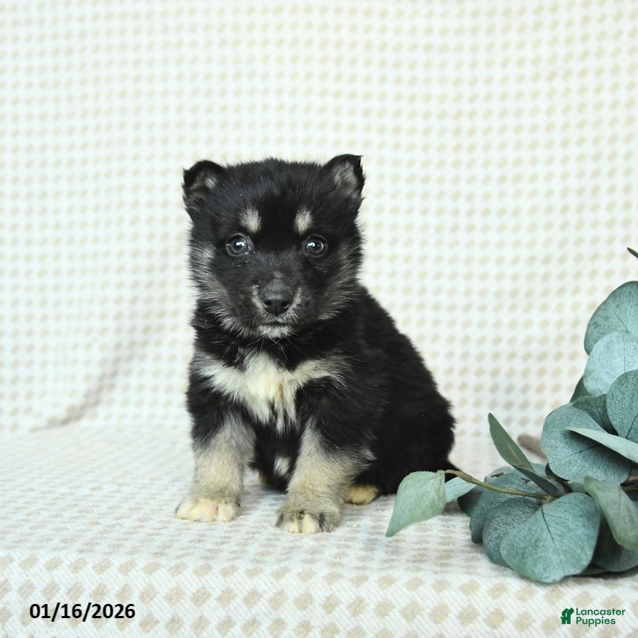 Alaskan Malamute dogs Buster - Ad 12