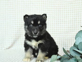 Alaskan Malamute dogs Buster - Ad 13