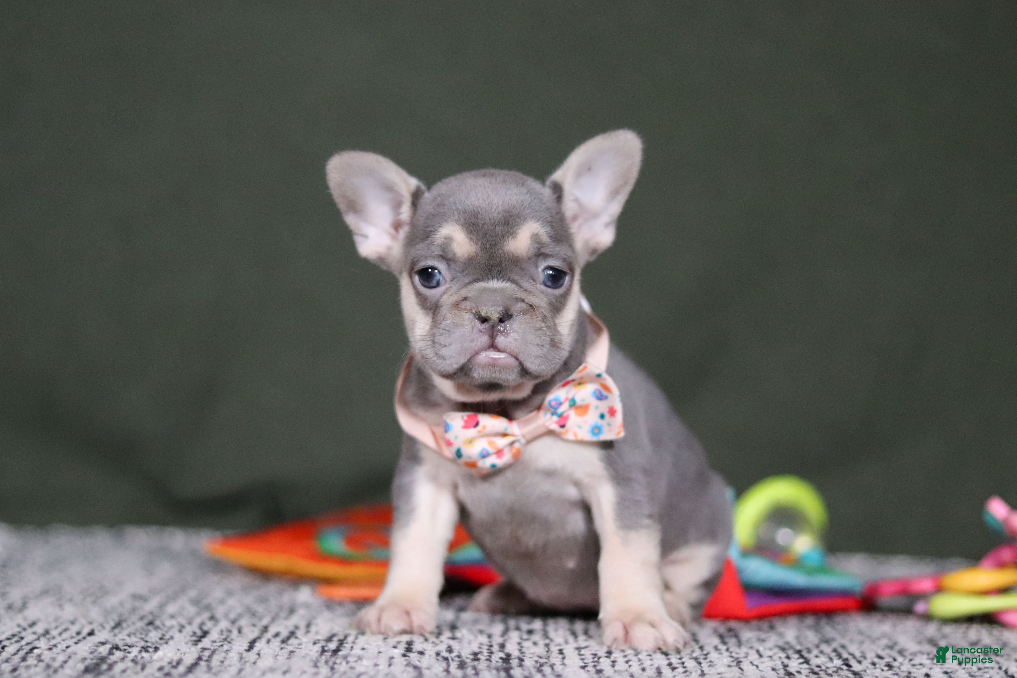 French Bulldog dogs Cora - Ad 26