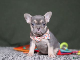French Bulldog dogs Cora - Ad 26