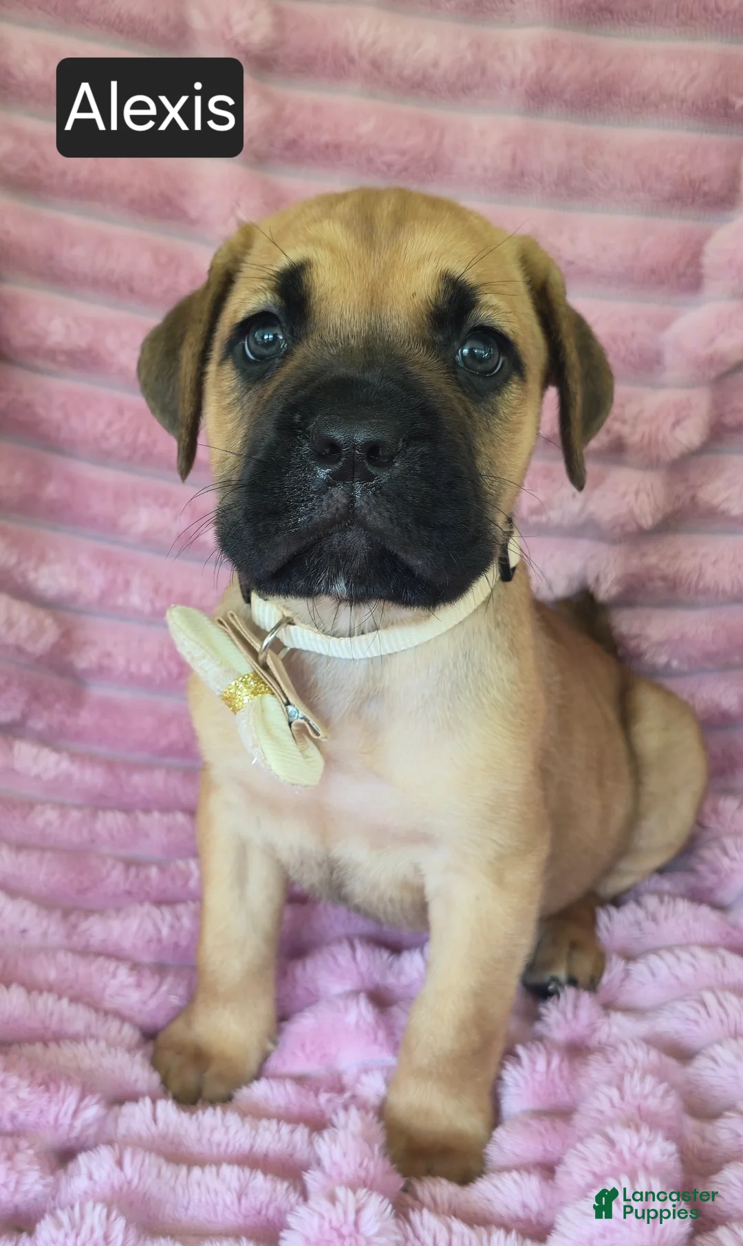 Cane Corso dogs for sale: Alexis - Ad 7