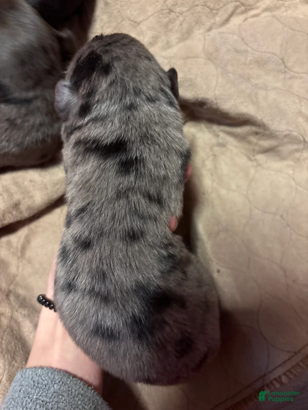 Mixed Breed dogs for sale: Mixed Breed Puppy 6 - Ad 1