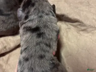 Mixed Breed dogs Mixed Breed Puppy 6 - Ad 12