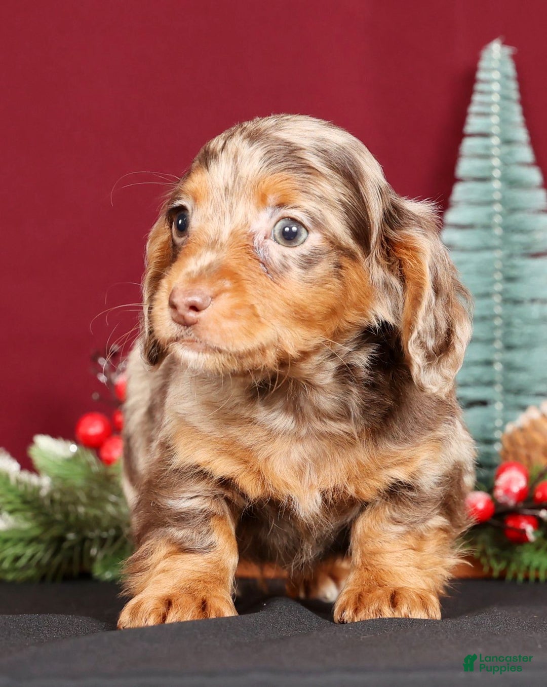 Miniature Dachshund dogs for sale: Niles - Ad 8