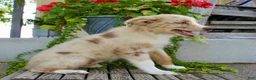 Australian Shepherd dogs for sale: Tootsie - Ad 8