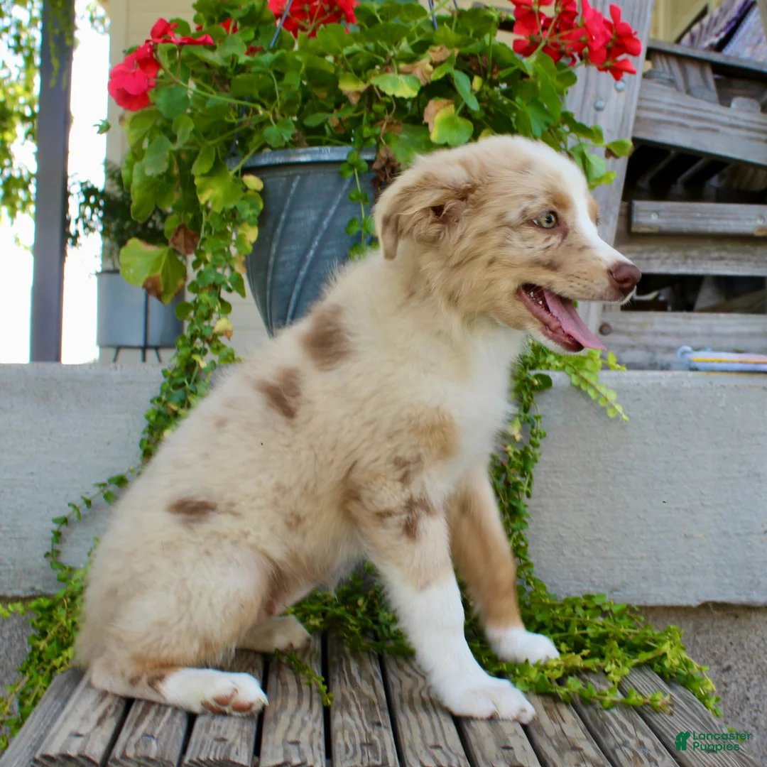 Australian Shepherd dogs for sale: Tootsie - Ad 8