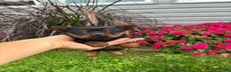 Yorkshire Terrier dogs for sale: Autumn - Ad 4